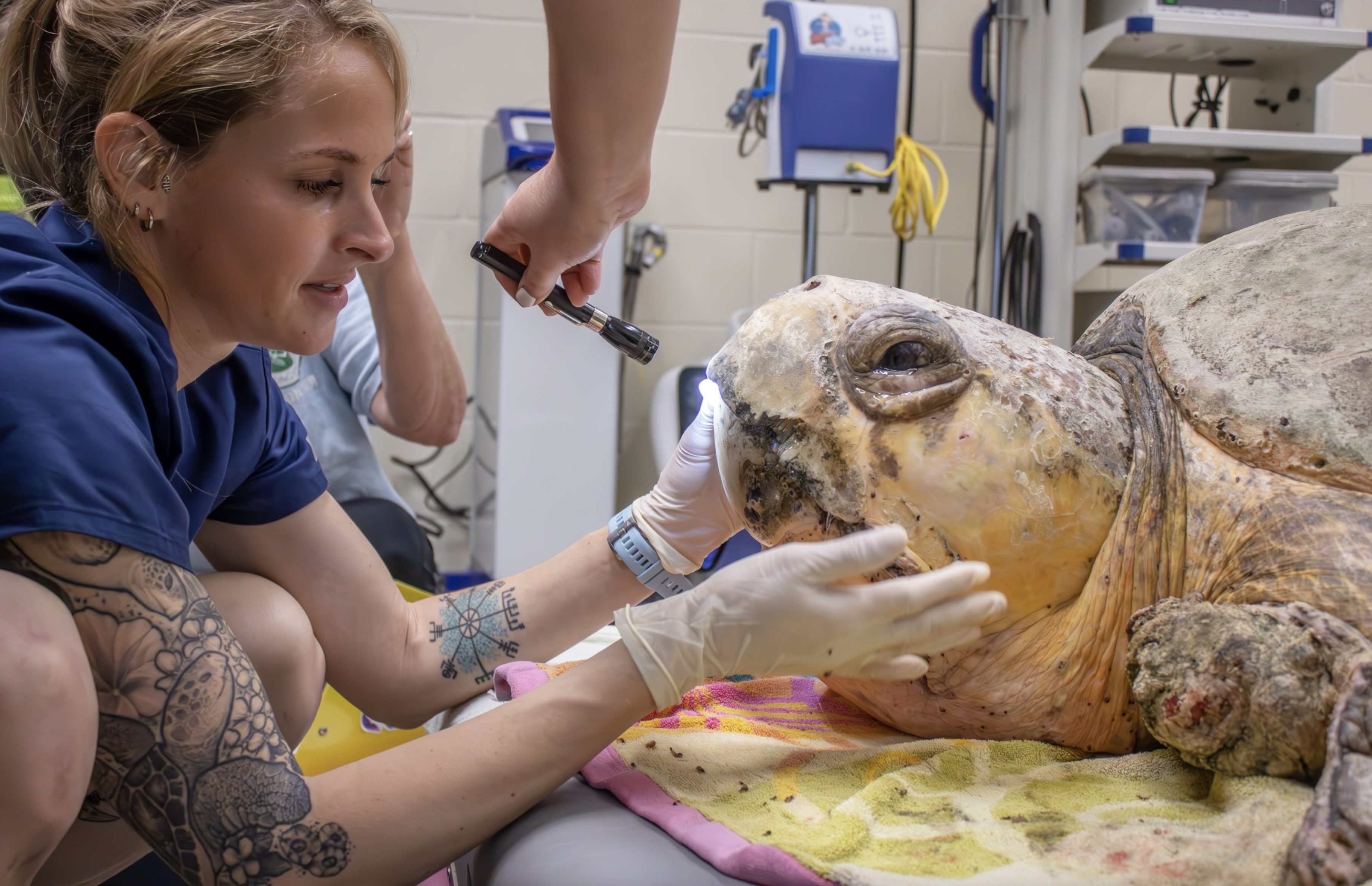 375 pound sea turtle 
