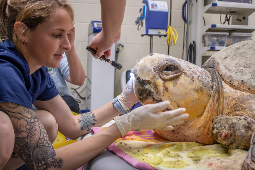375 pound sea turtle