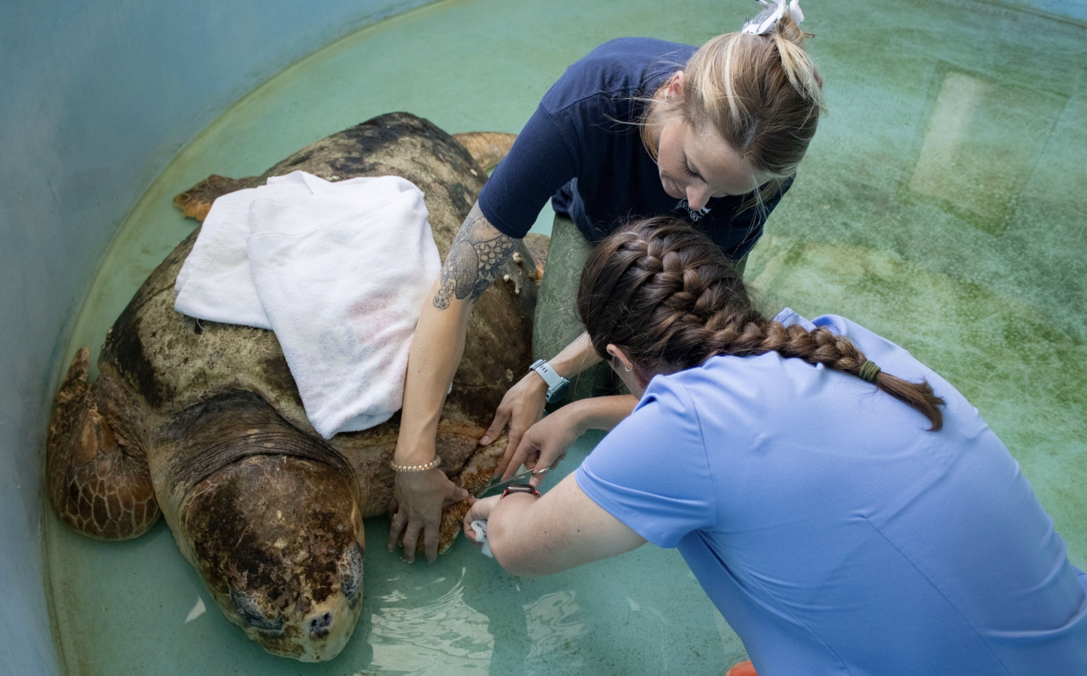 Bubba sea turtle 