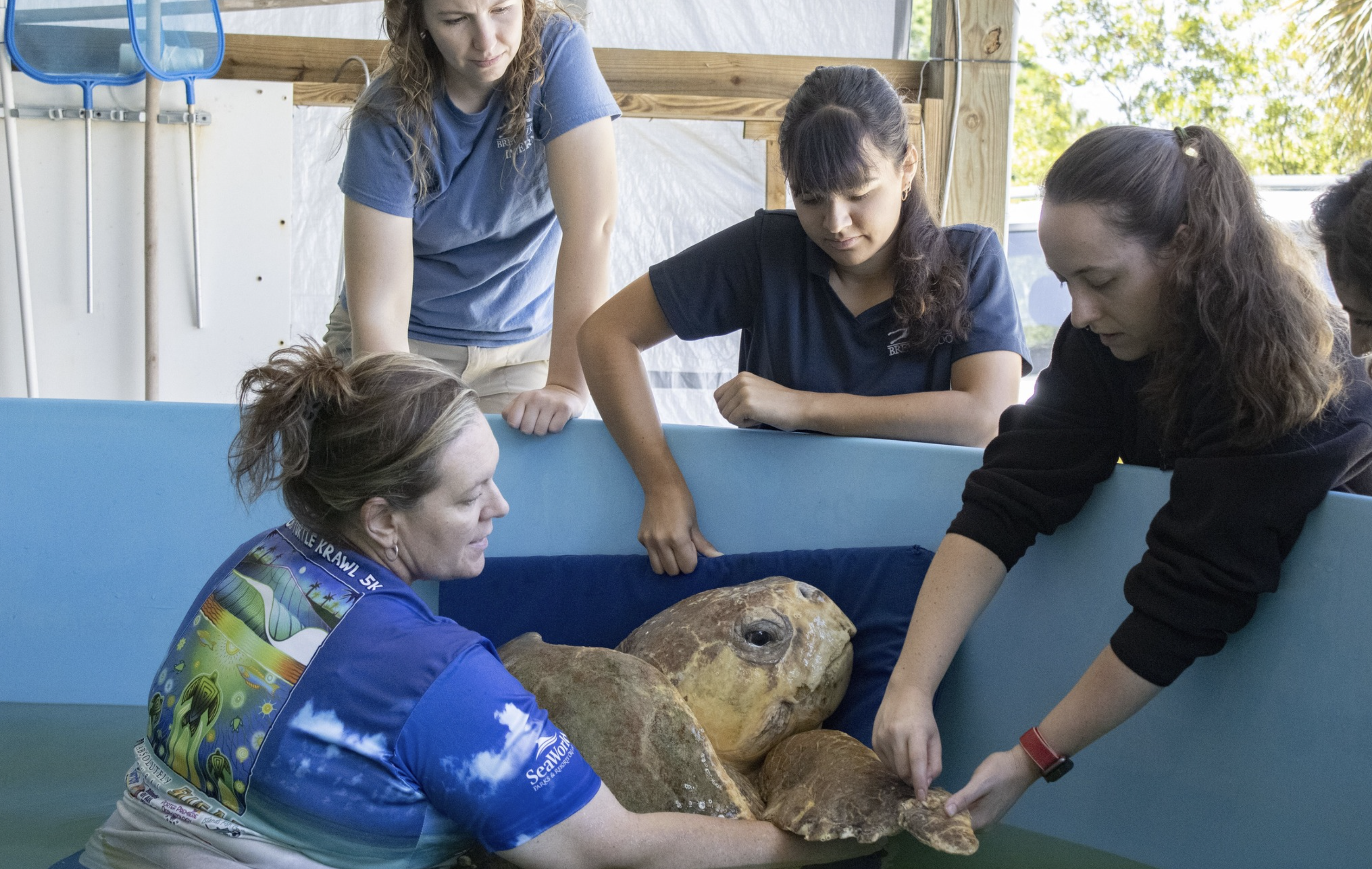 375 pound sea turtle 