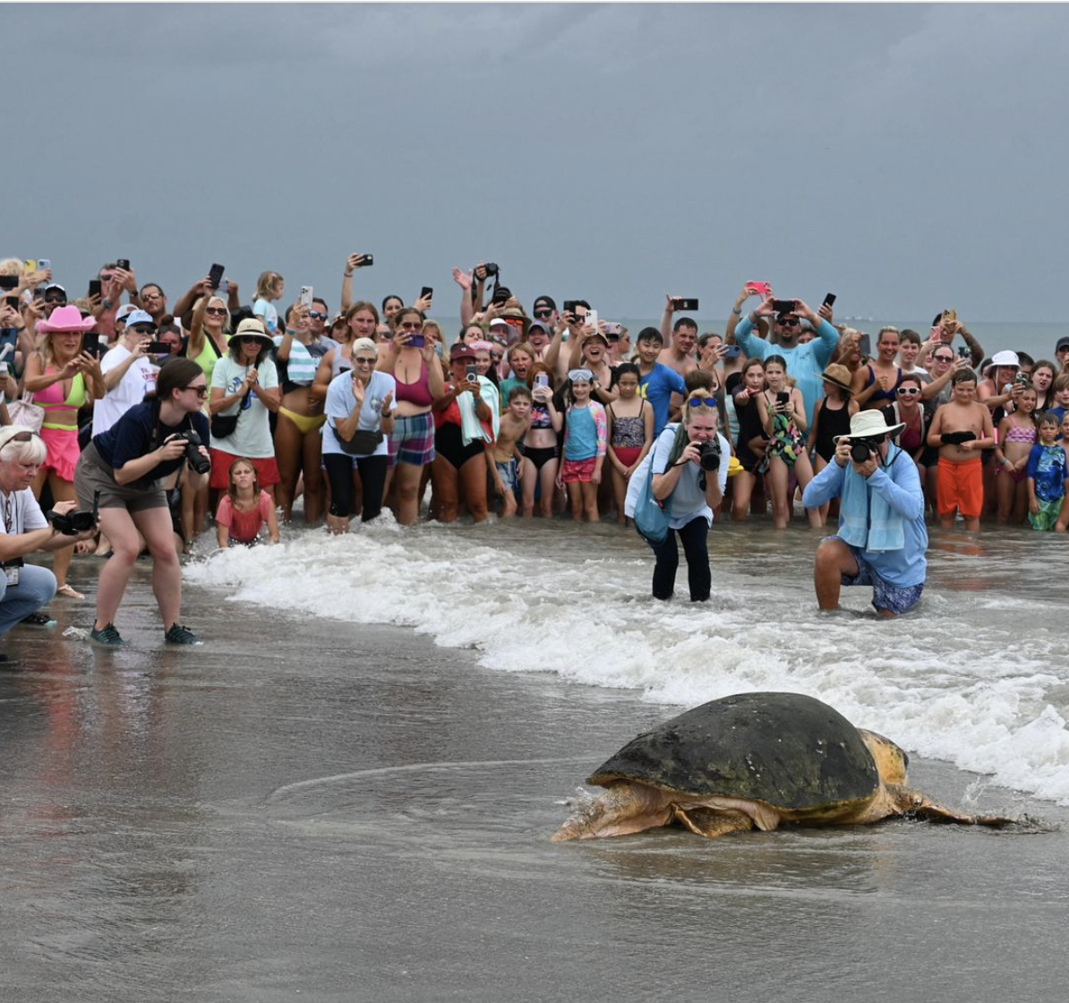 Bubba Sea Turtle Release