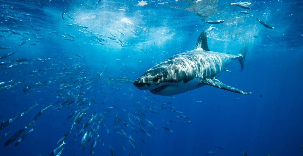 Long Island Swimmers Are Terrified As Sharks Return To Area