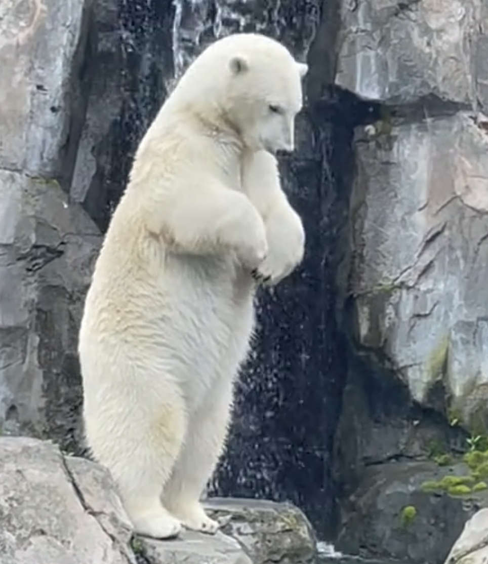 Olympics diving polar bear