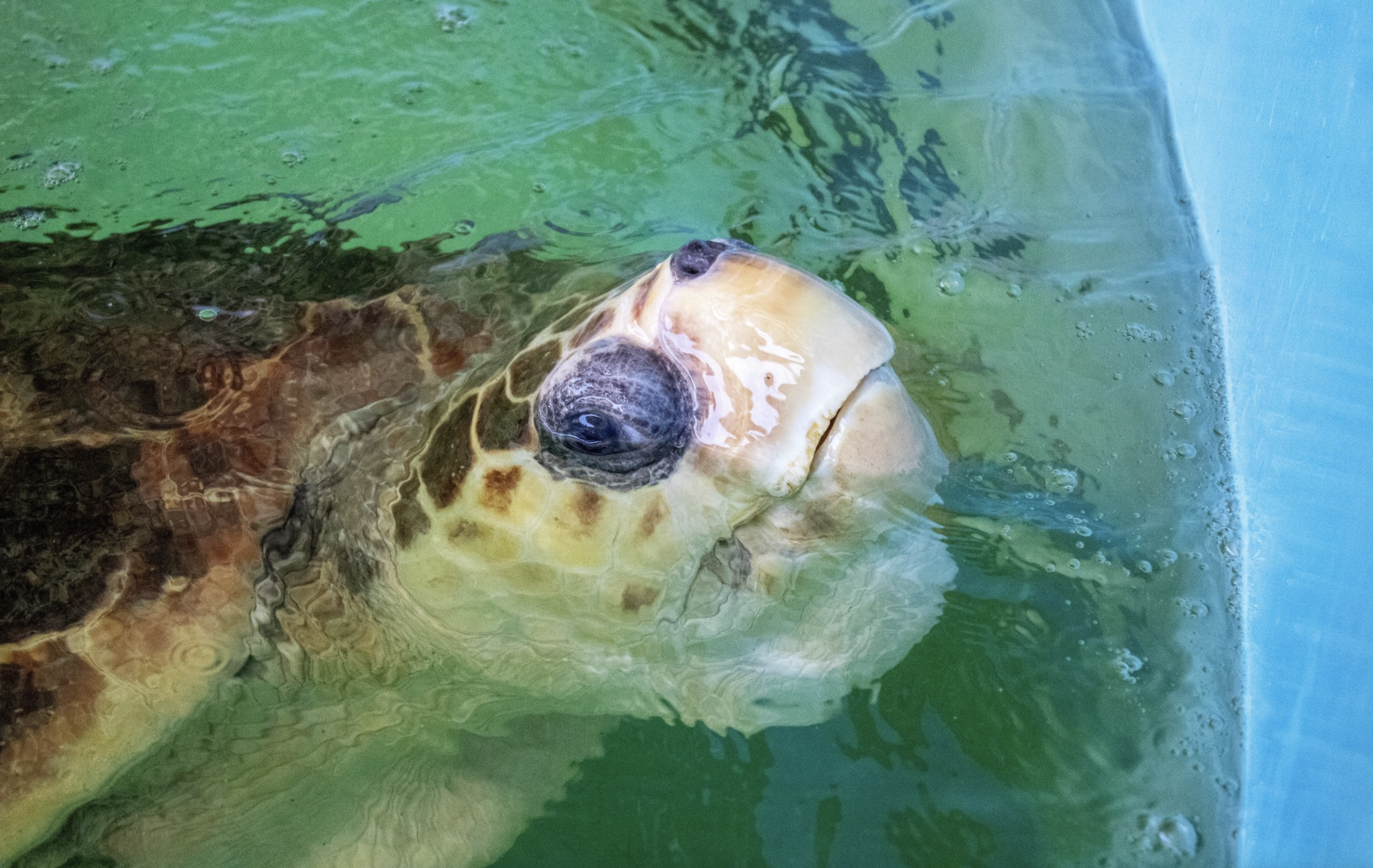 Bubba 375 Pound Loggerhead Sea Turtle