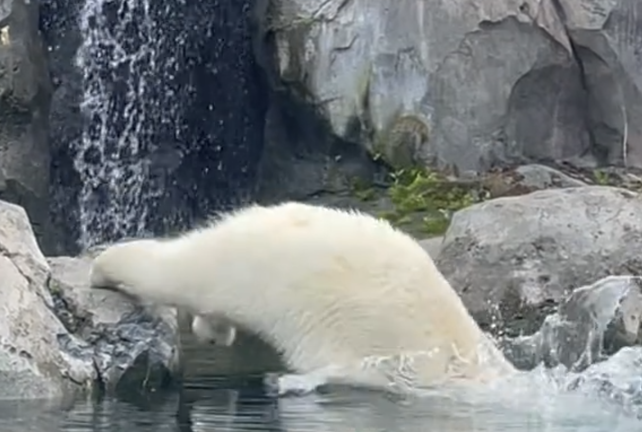 diving polar bear hitting the water 
