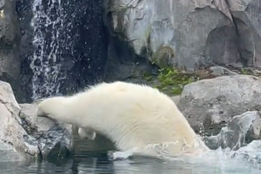 diving polar bear hitting the water