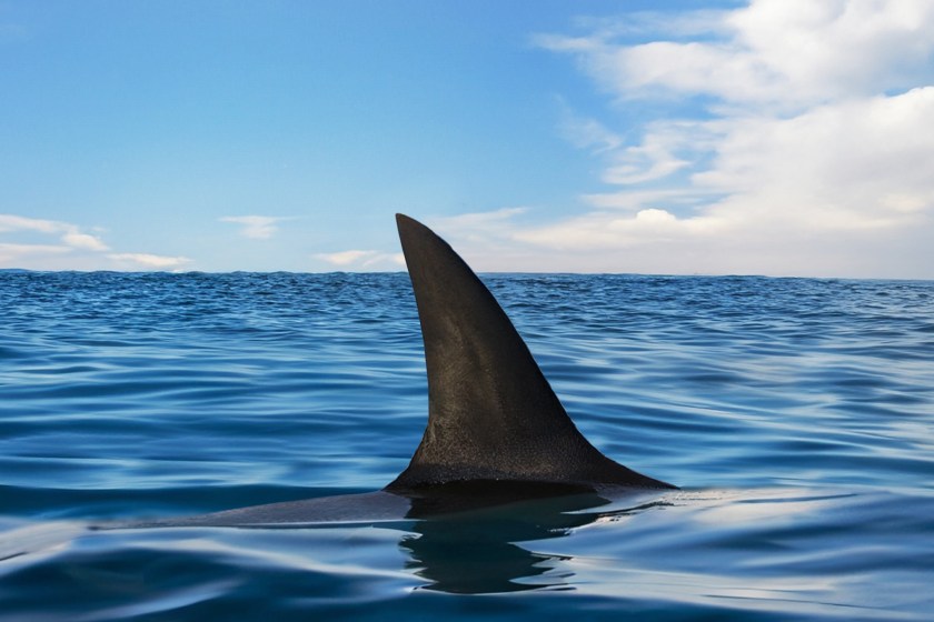 Shark Attack Victim Says Her Leg Is Pretty Much Gone After Grisly Encounter