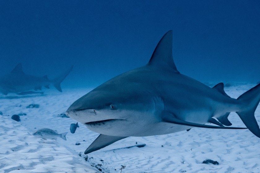 Spearfisherman Saves Friend By Battling Bull Shark Off Key West