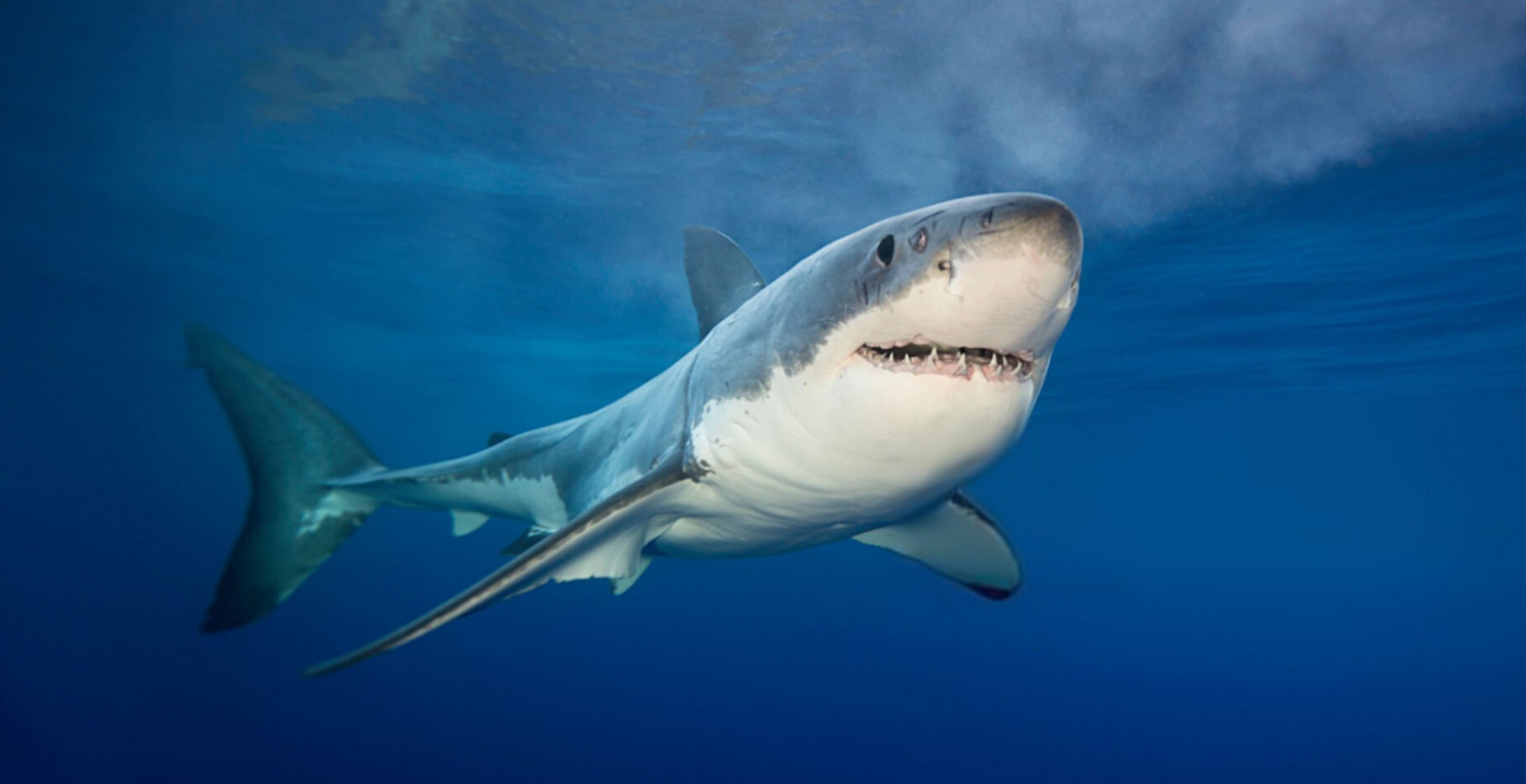 Surfer's Leg Washes To Shore After Shark Attack As Doctors Rush To Reattach It