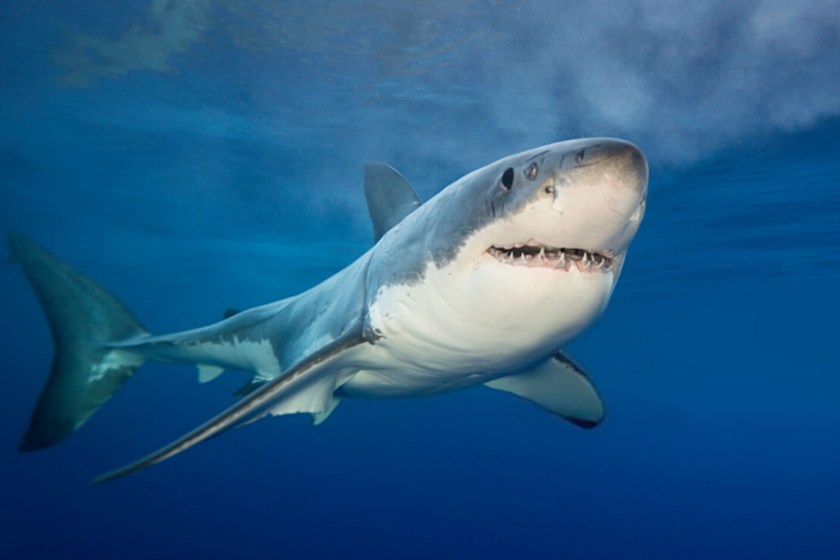 Surfer's Leg Washes To Shore After Shark Attack As Doctors Rush To Reattach It