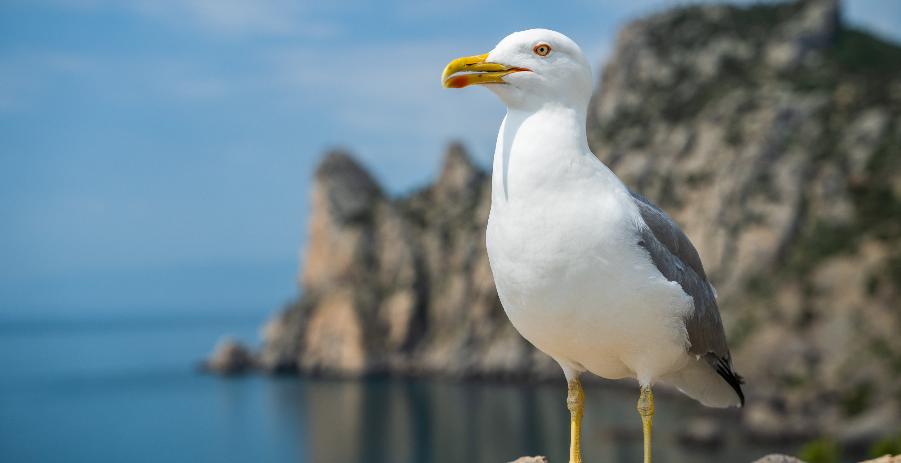 The Internet Is In Uproar After Man Allegedly Rips Head Off Seagull In Sickening Act Of Violence