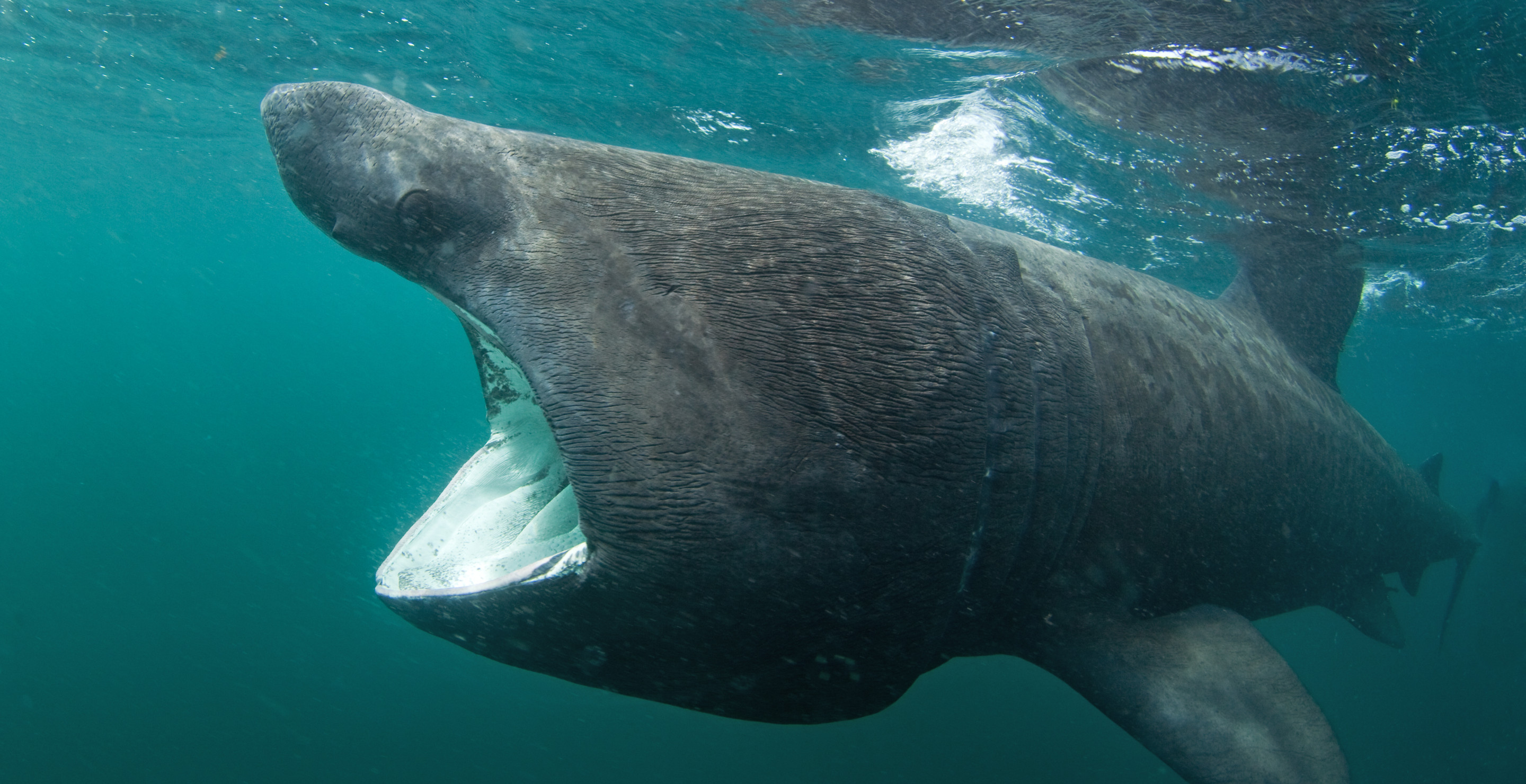 This Dead Shark Is So Massive It Needed A Forklift