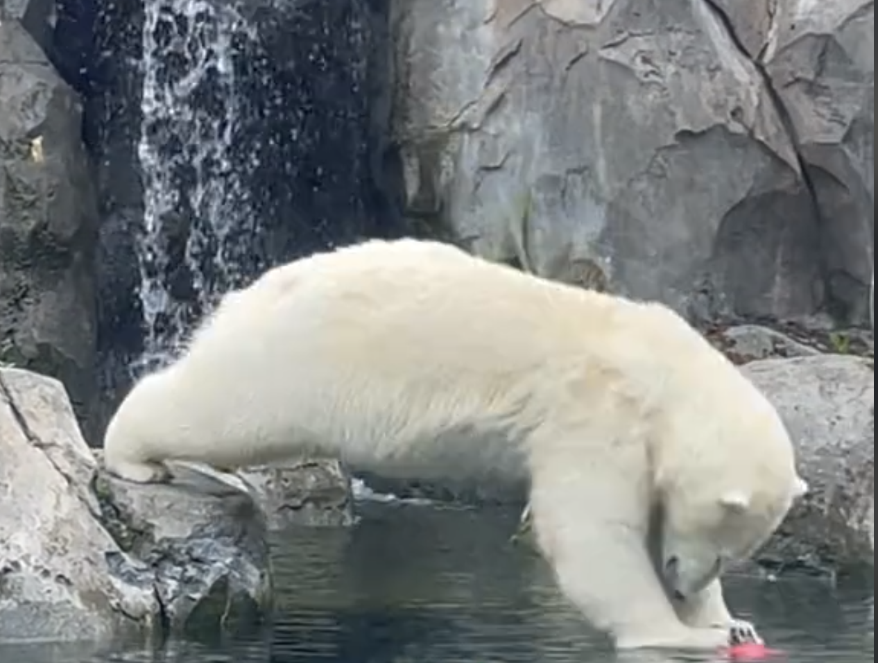 diving polar bear