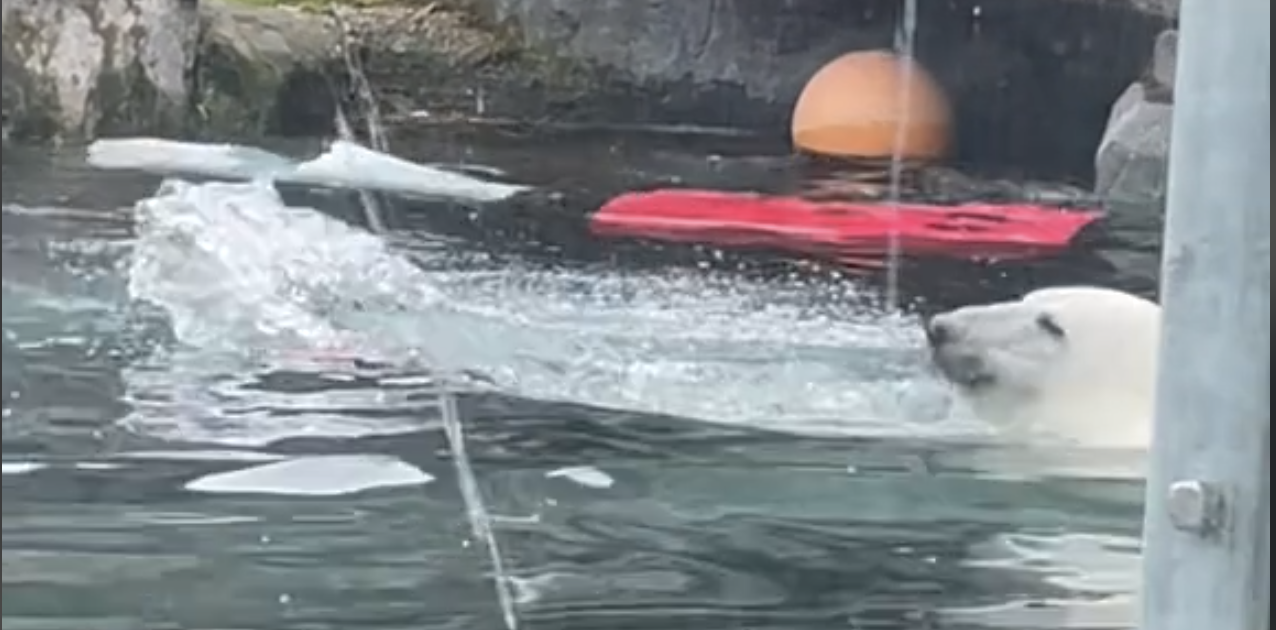 Olympics diving polar bear, the aftermath 