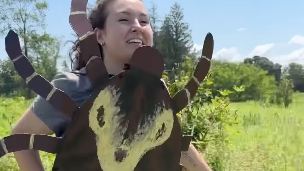 ticks