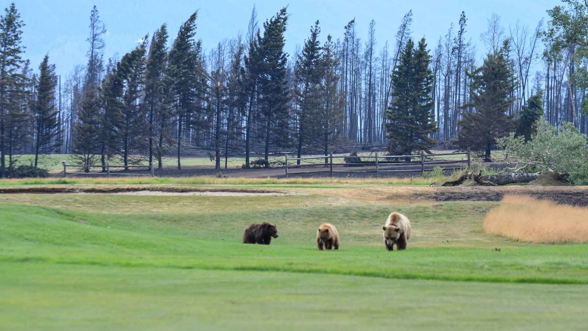 grizzly bear