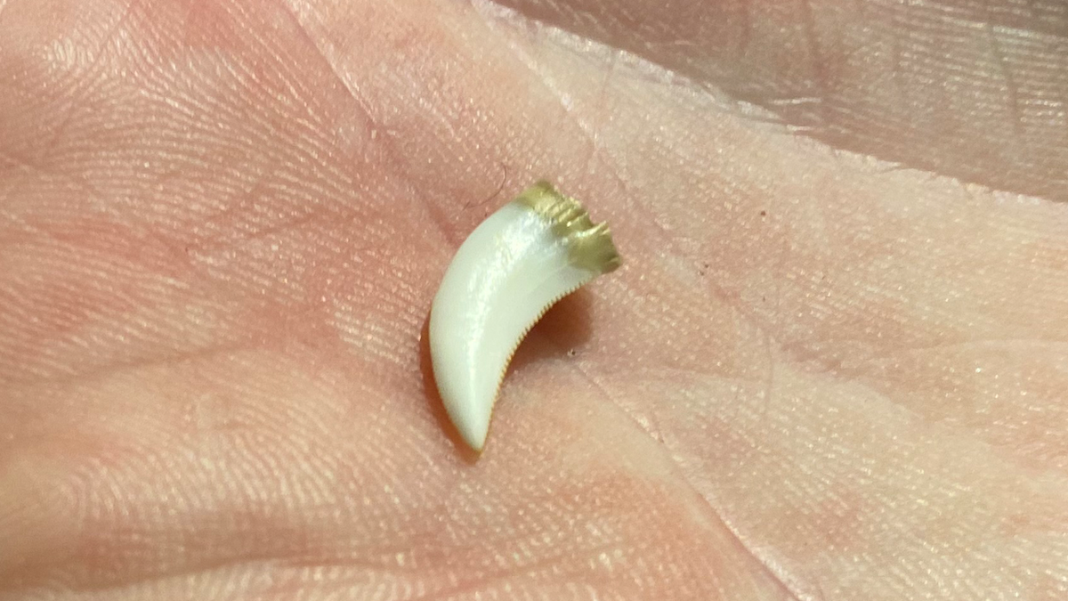 komodo dragon tooth