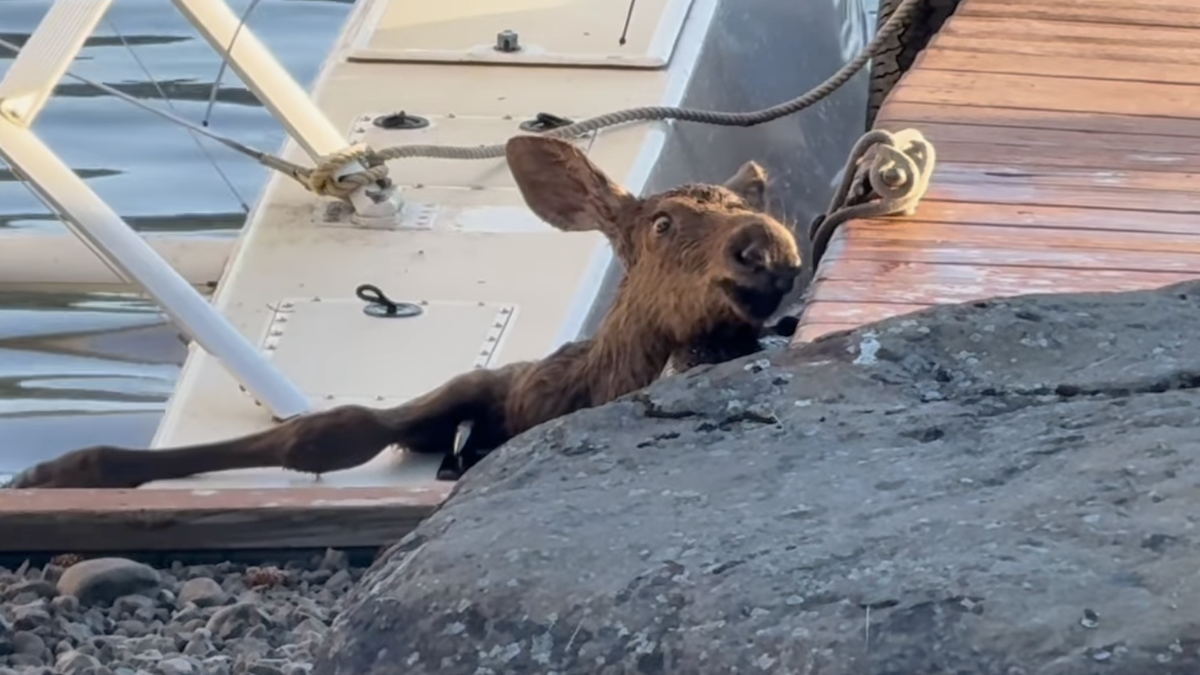 moose calf