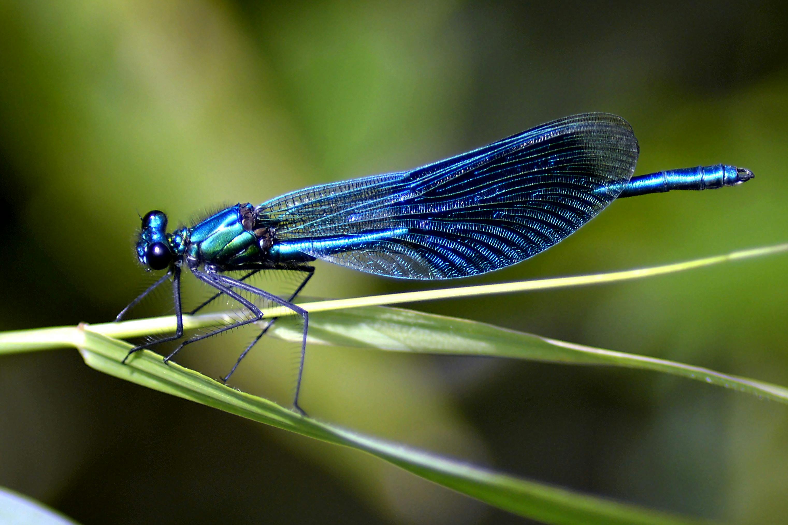 dragonfly