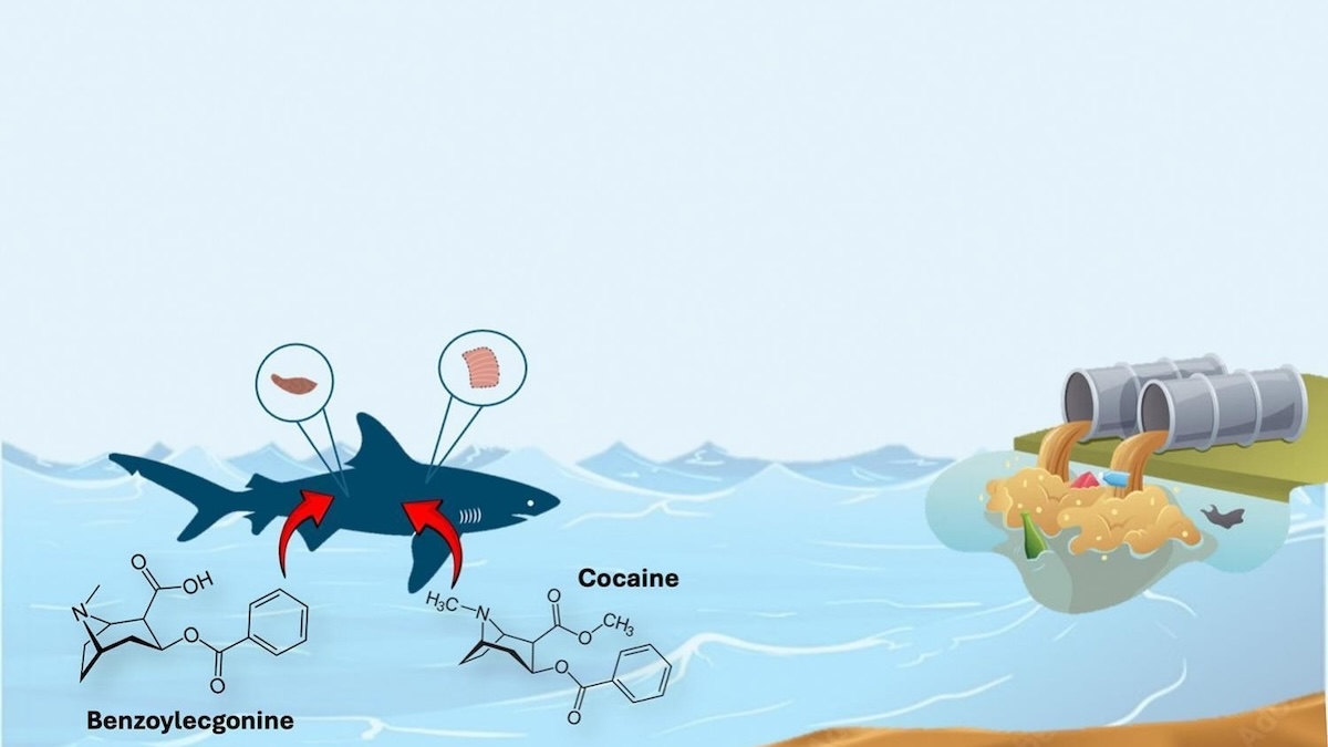 graph of shark