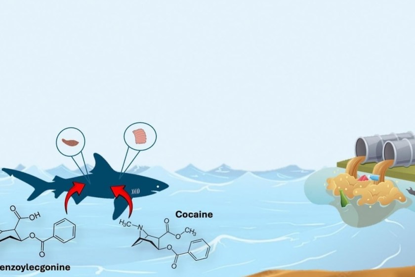 graph of shark