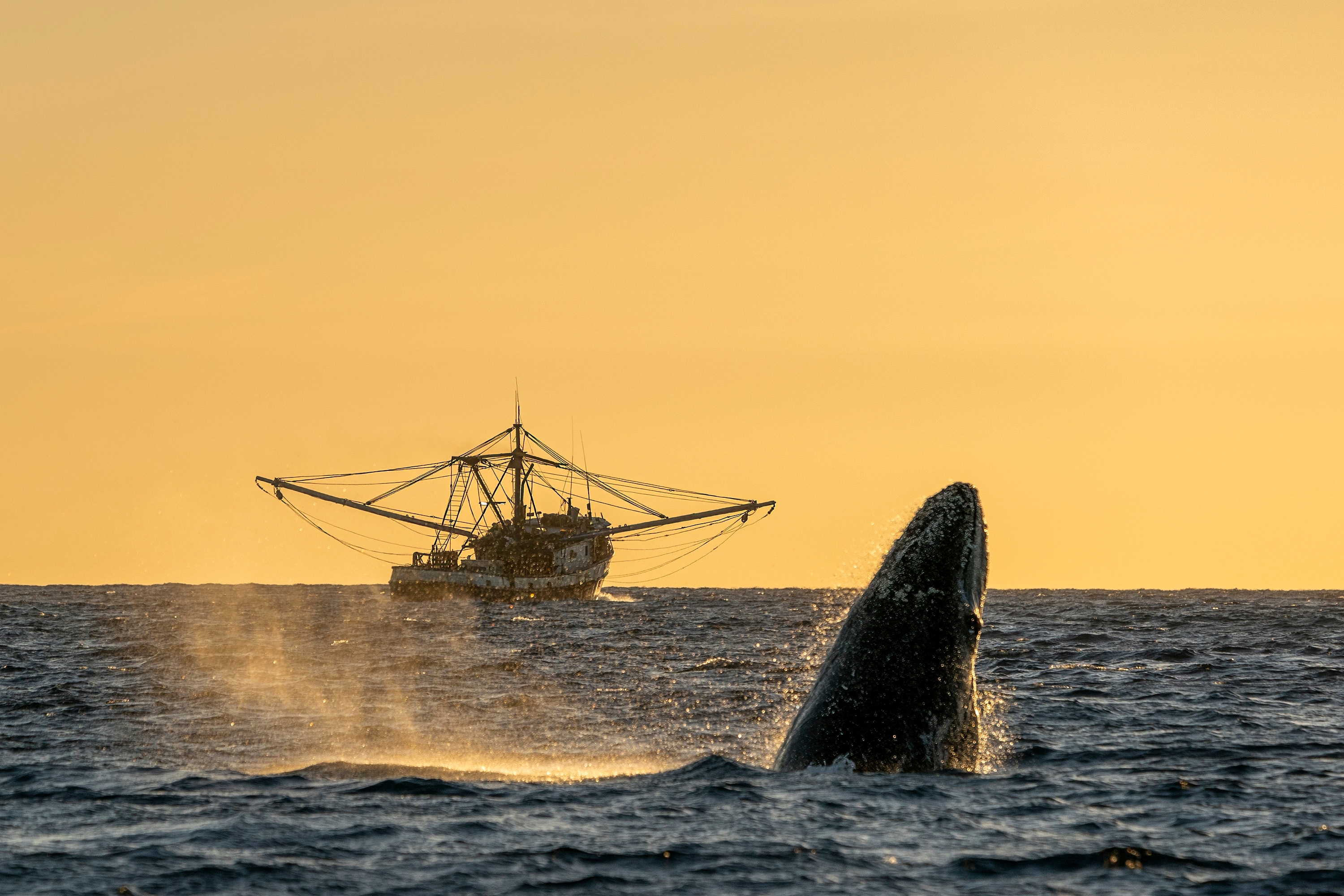 Humpback whale and fishing boat