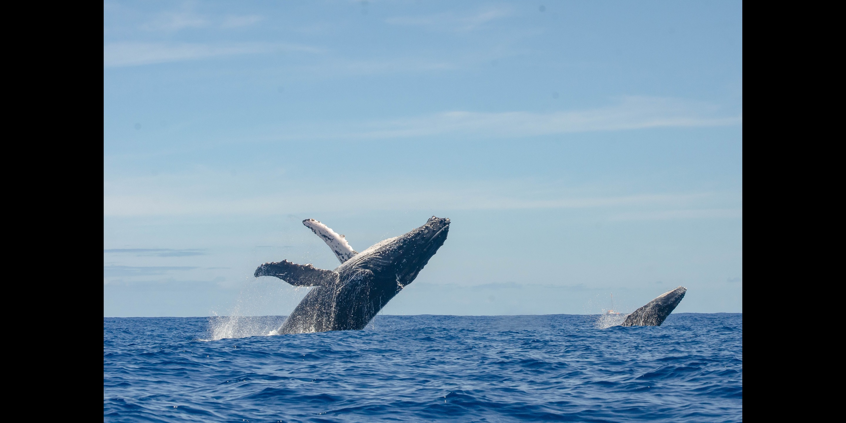 Paddle Boarders Risk $30K Fine To Save Humpback Whale Caught In Net
