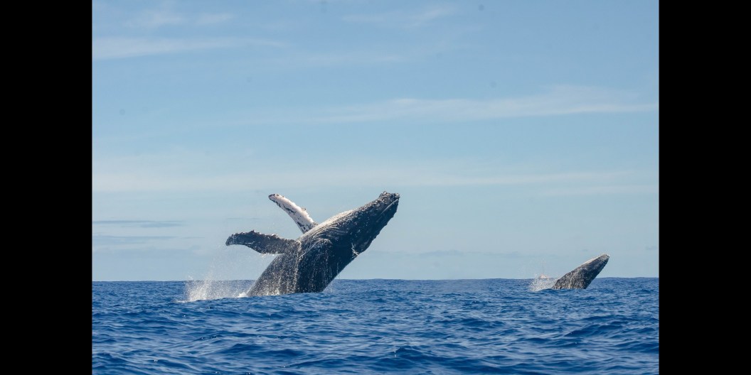 Paddle Boarders Risk $30K Fine To Save Humpback Whale Caught In Net
