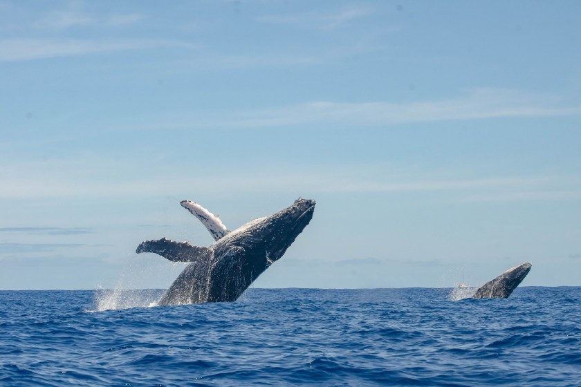 Paddle Boarders Risk $30K Fine To Save Humpback Whale Caught In Net
