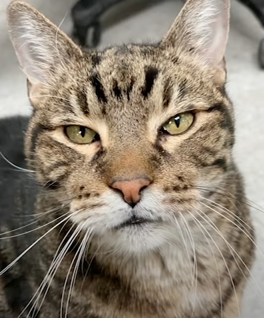 Antonio the cat 