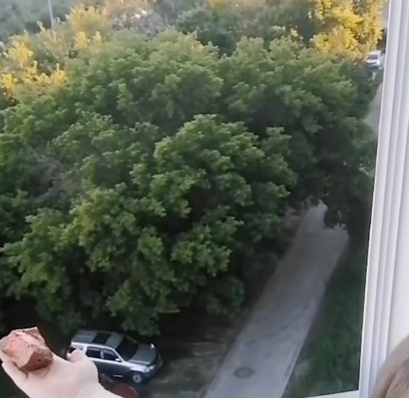 Woman feeds bird of prey