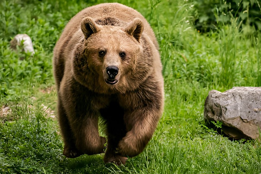 Campground Host Blames Campers For Death Of Beloved Bear