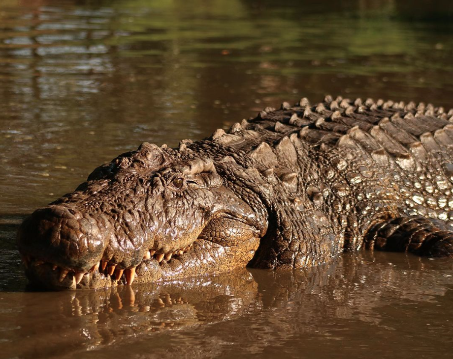 Henry the world's oldest crocodile