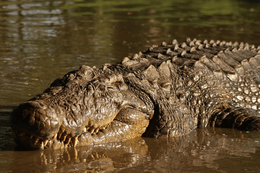 Henry the world's oldest crocodile