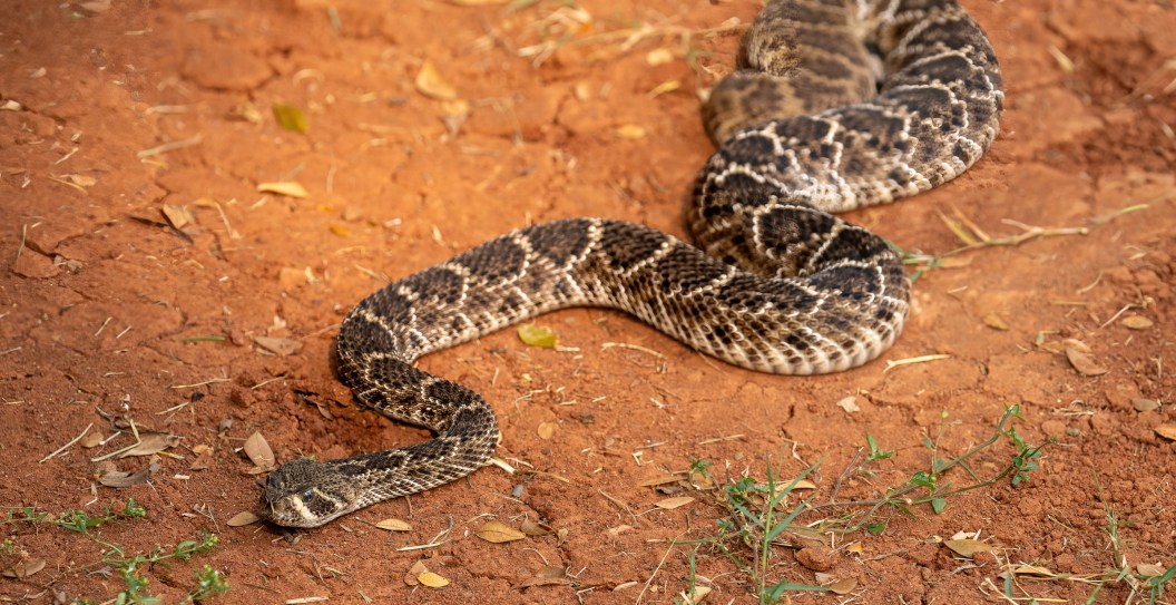 If You Smell This In Your Home, You Likely Have A Snake Hiding
