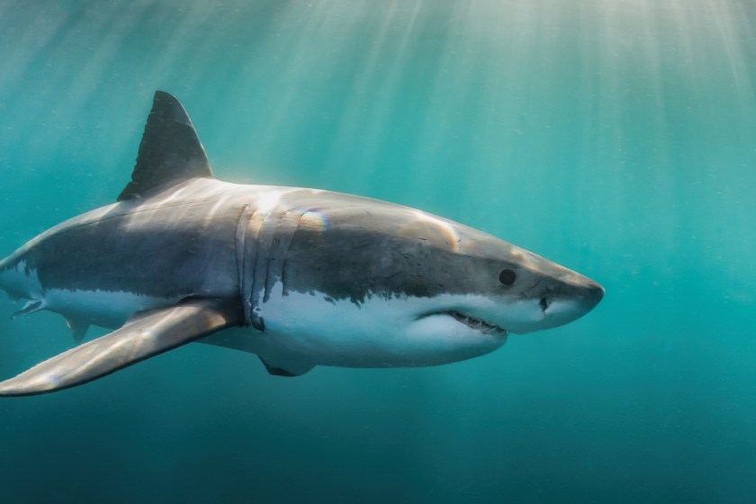 shark facts