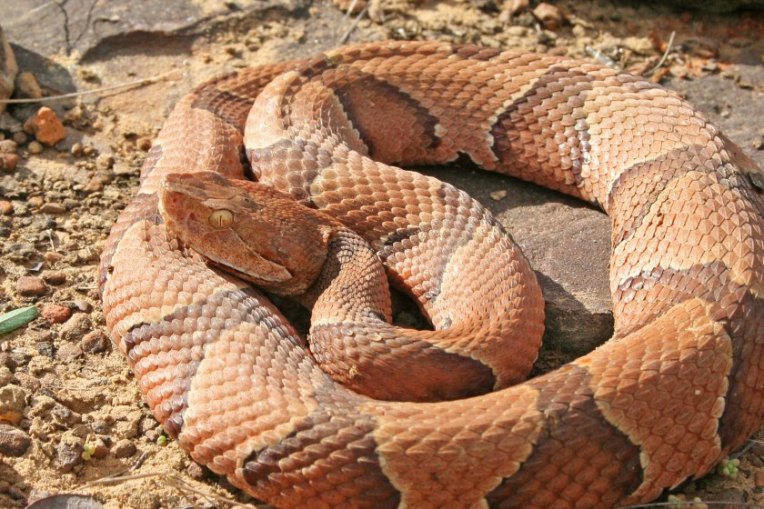 Man Details His Excruciating Brush With Death After Getting Bit By Venomous Snake