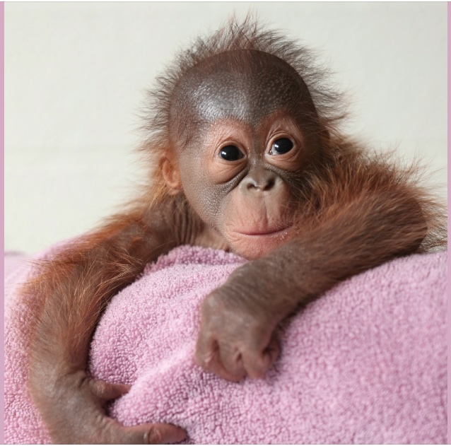 Moms teach orangutan to breastfeed