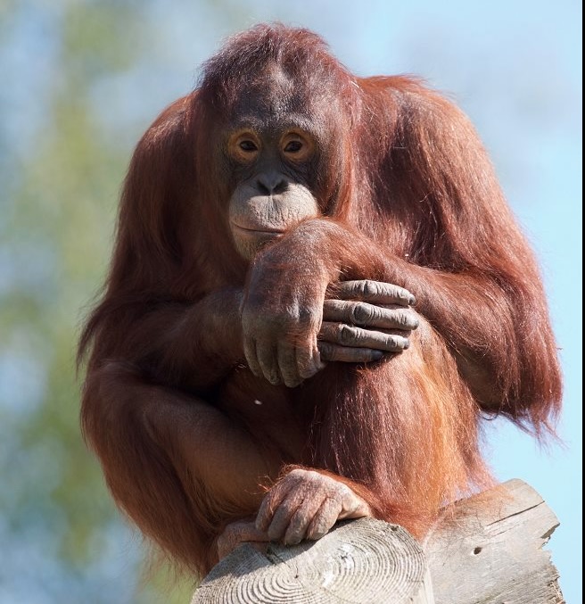 Mujur the orangutan