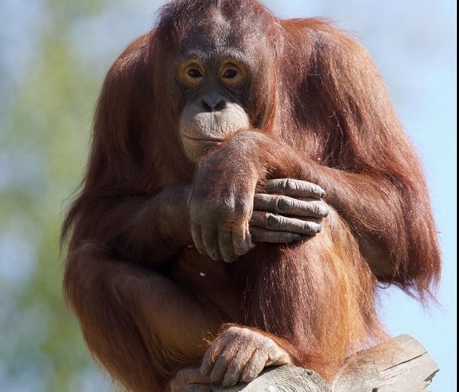 Mujur the orangutan
