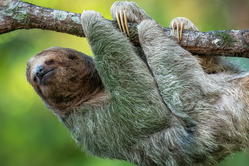 Sloth Fever Has Entered The U.S. With 21 People Infected