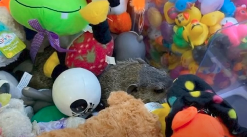 Stowaway ground hog claw machine