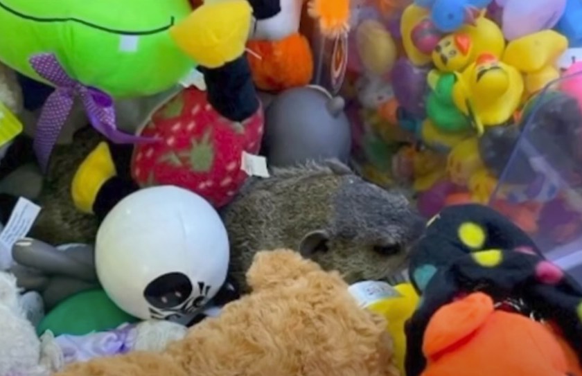 Stowaway ground hog claw machine
