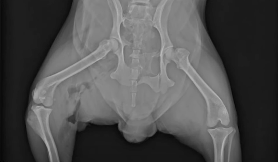 Yorkie survives shark attack xray