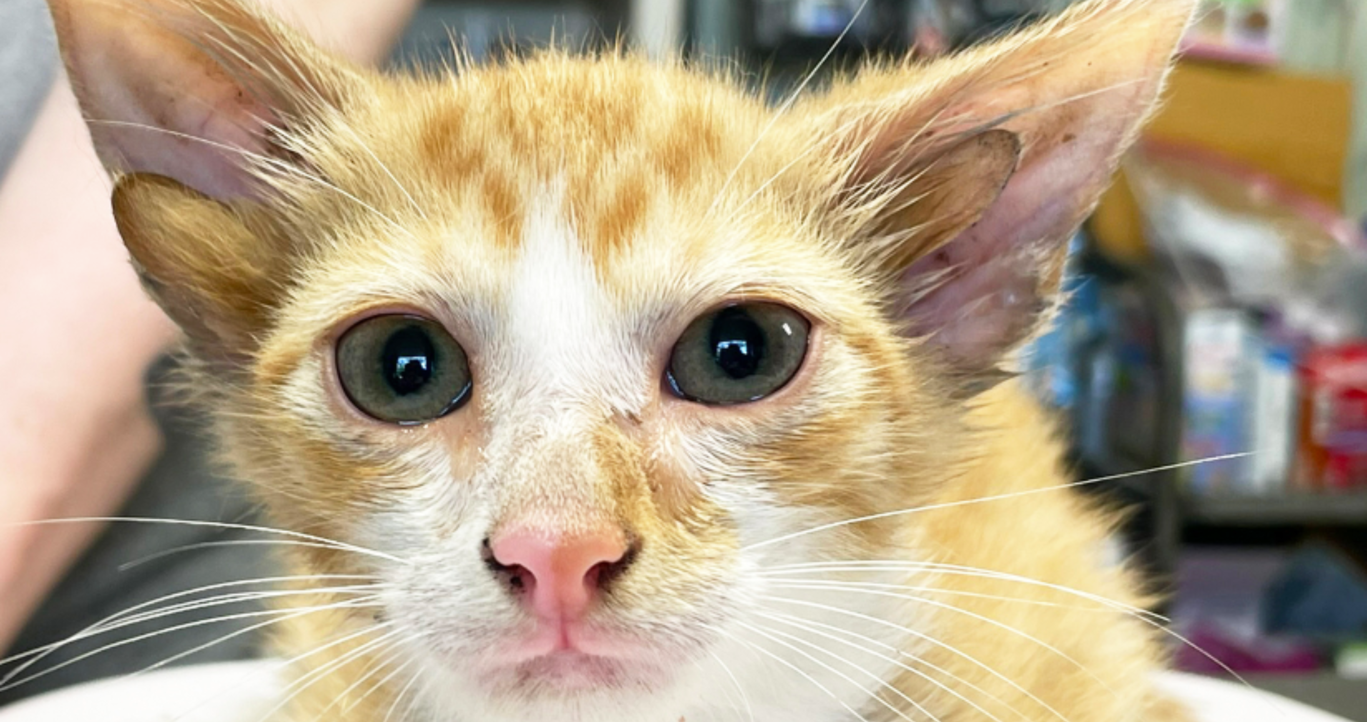 Kitten with four ears