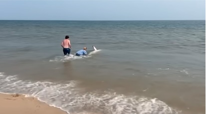 saving beached great white shark