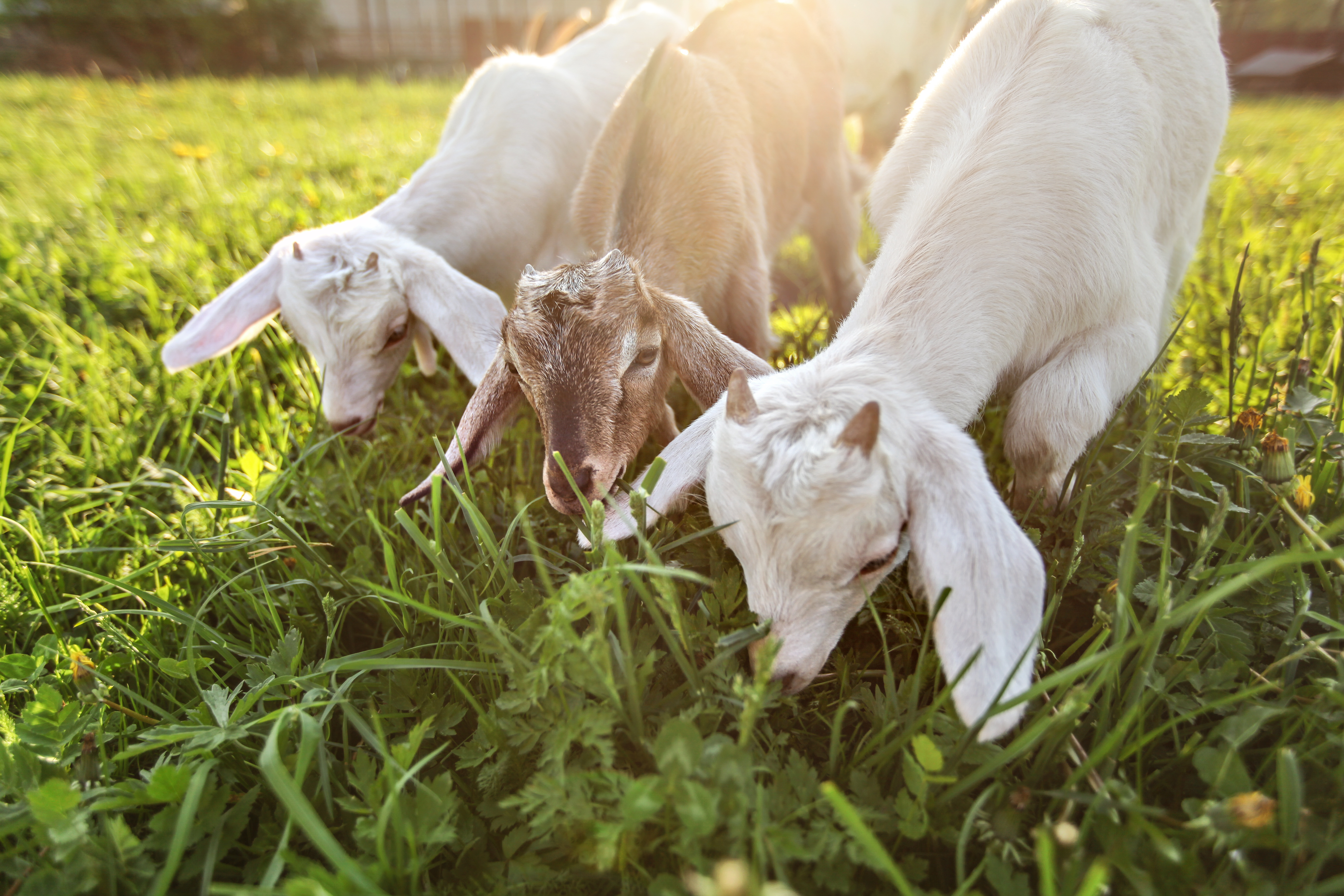 goats fight invasive species 