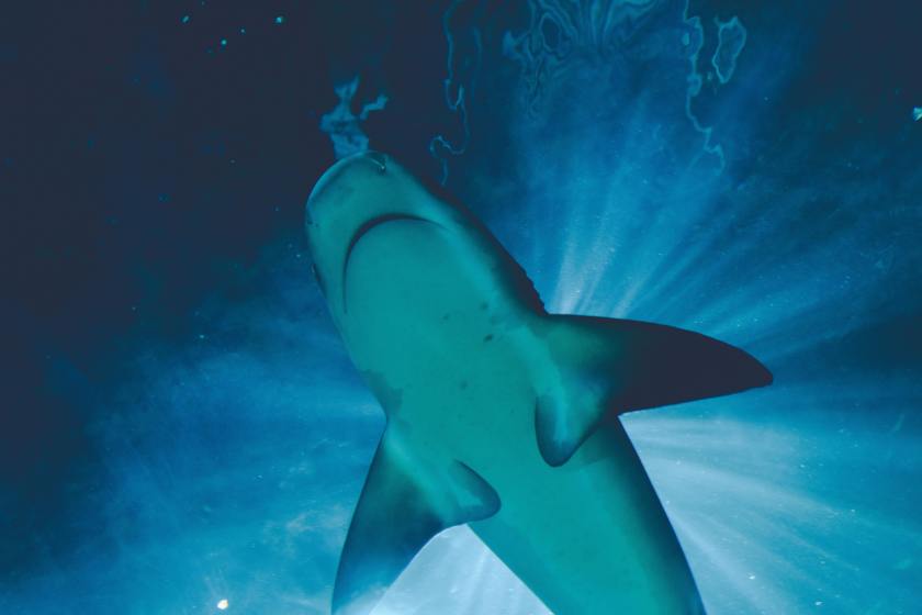 8-foot shark