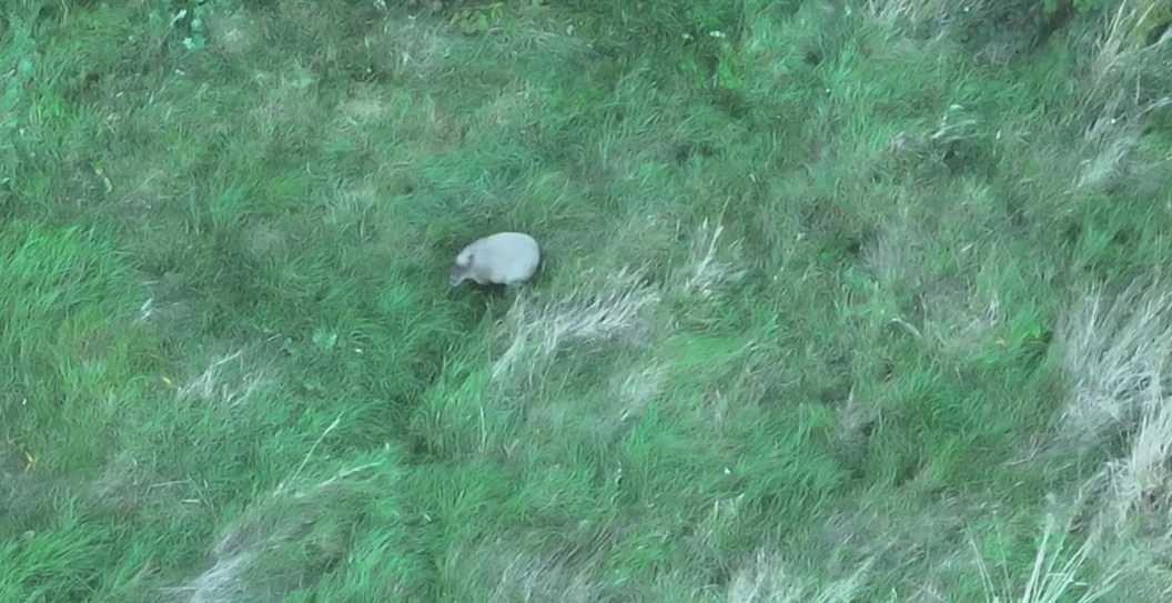 After Escaping From Zoo, Capybara Is Living Her Best Life In Wild