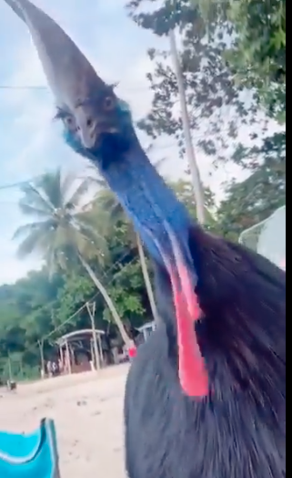 Cassowary bird a living dinosaur